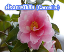 ห้องพักคามีเลีย